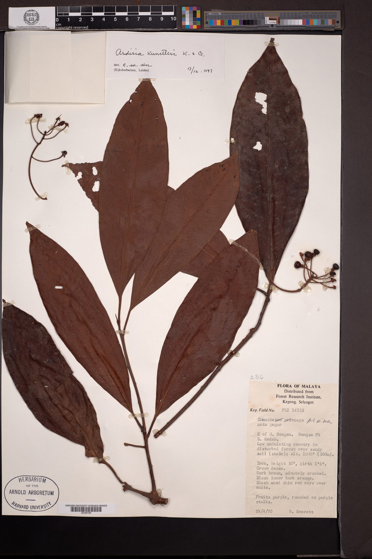 Ardisia kunstleri — photo