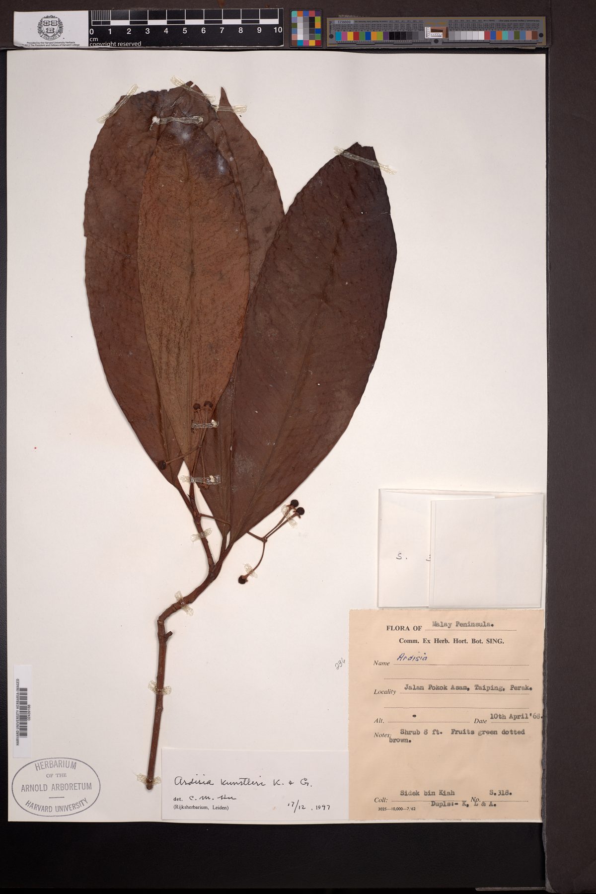 Ardisia kunstleri — photo