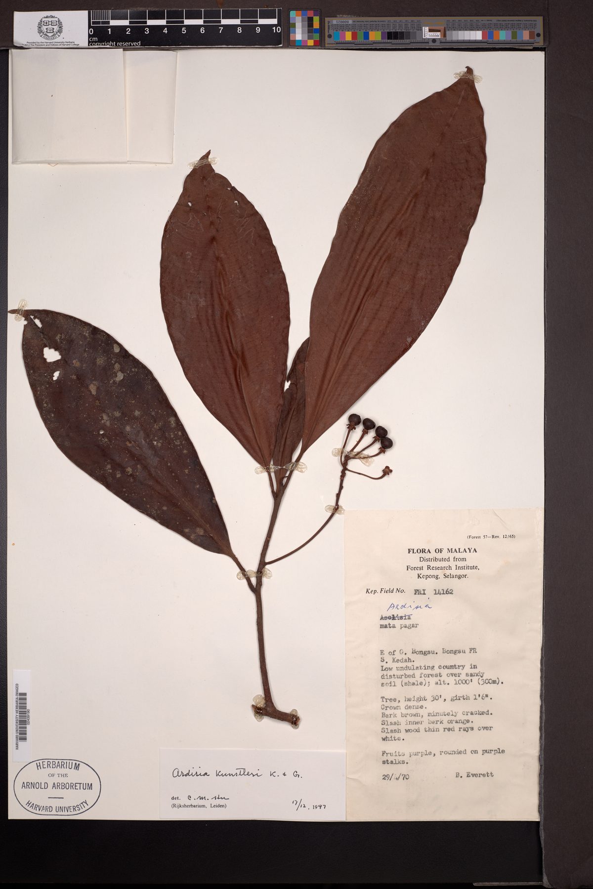 Ardisia kunstleri