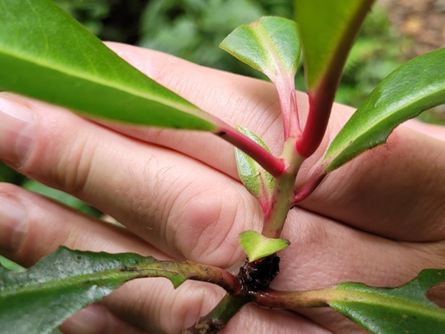 Ardisia laevigata — photo