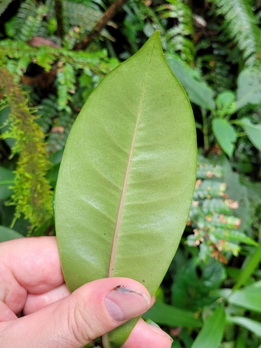 Ardisia laevigata — photo