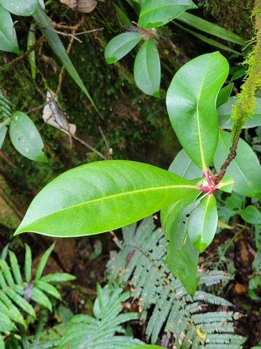 Ardisia laevigata
