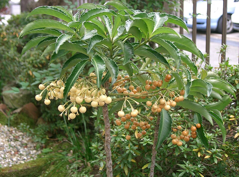 Ardisia lanceolata — photo