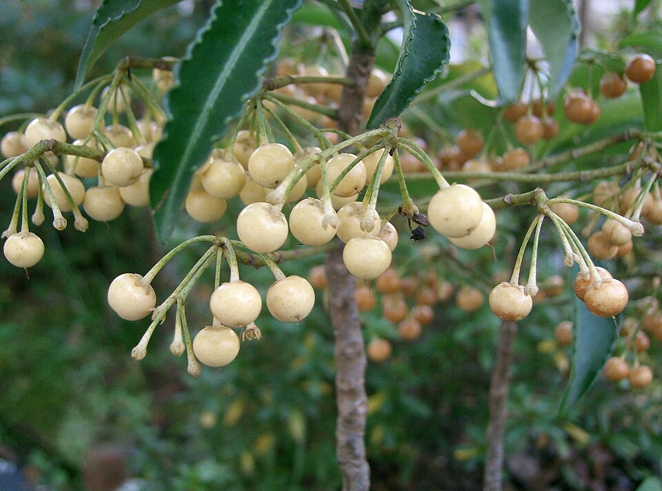 Ardisia lanceolata