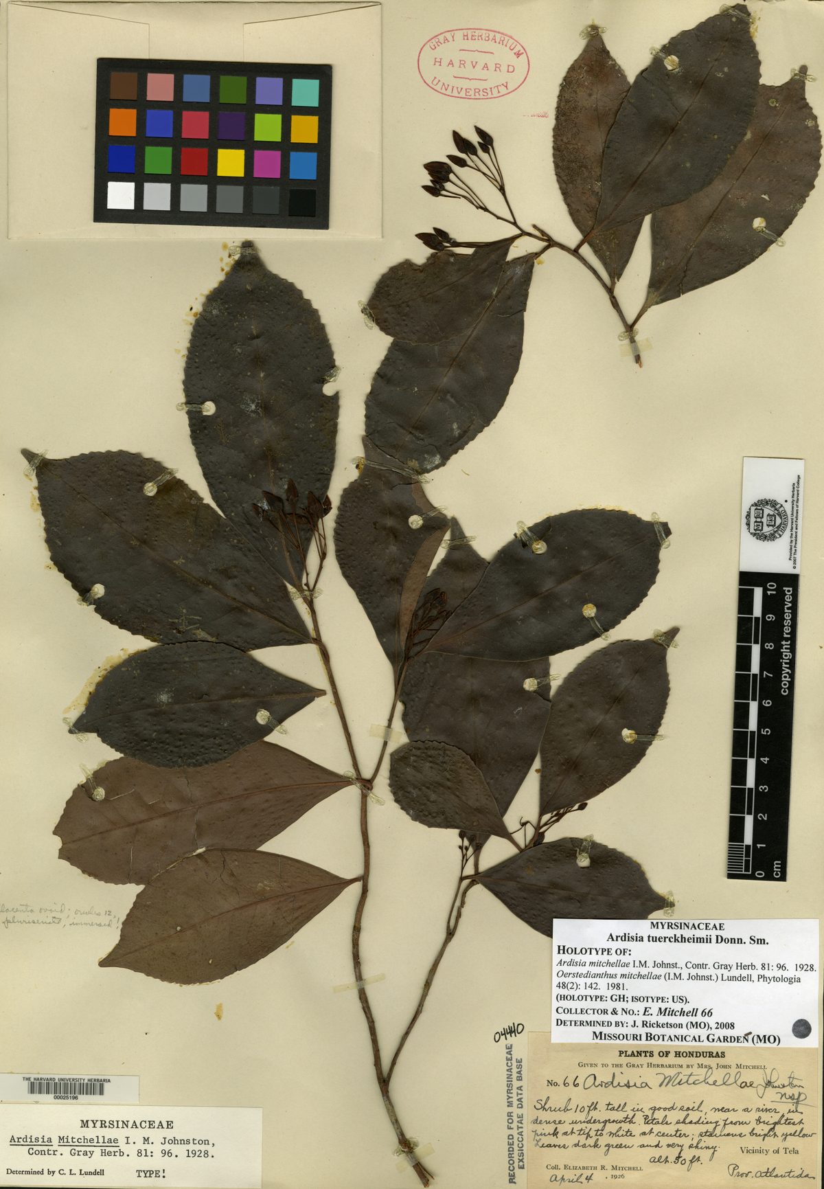 Ardisia mitchellae