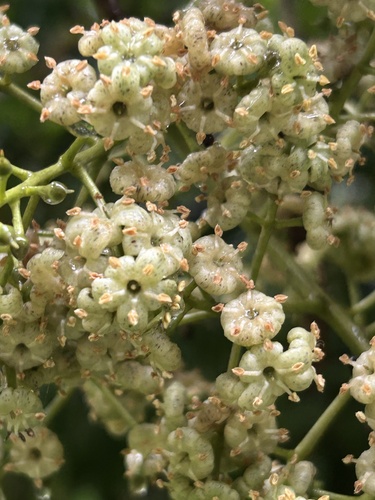 Ardisia obovata (Guadeloupe marlberry) — photo