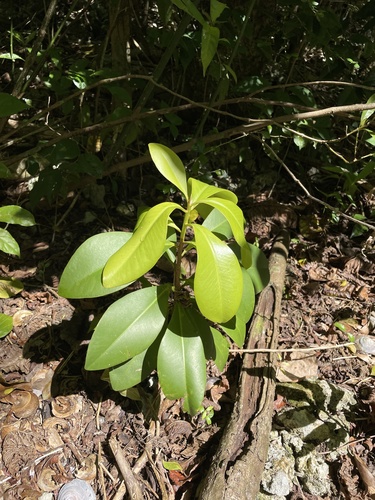 Ardisia obovata (Guadeloupe marlberry) — photo
