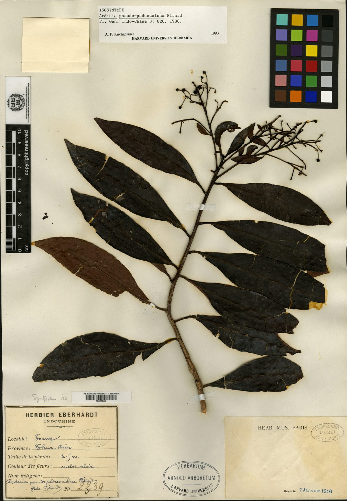 Ardisia obtusa subsp. pachyphylla — photo
