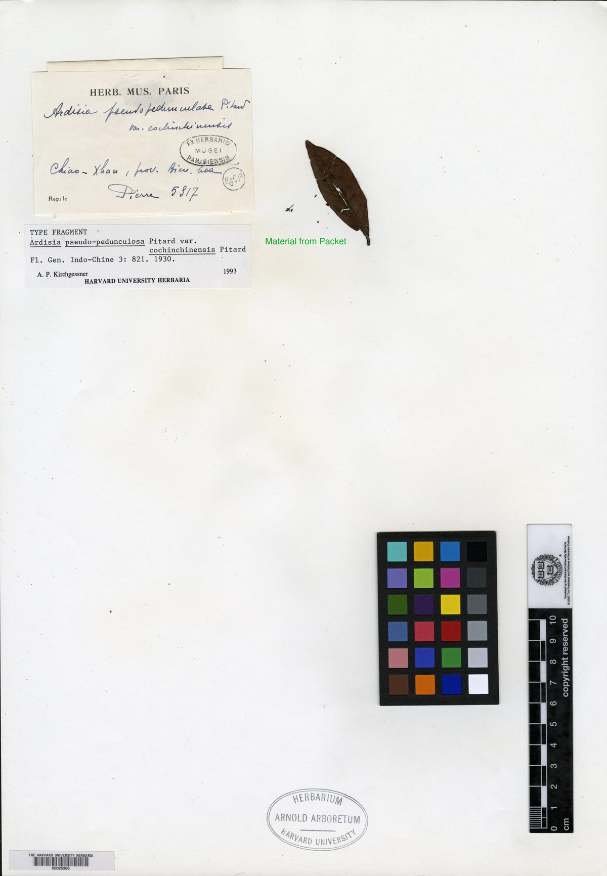 Ardisia obtusa subsp. pachyphylla — photo
