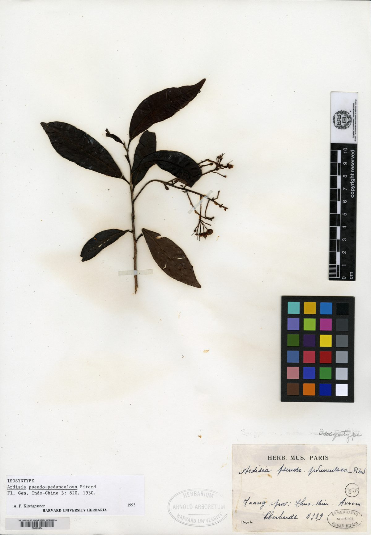 Ardisia obtusa subsp. pachyphylla