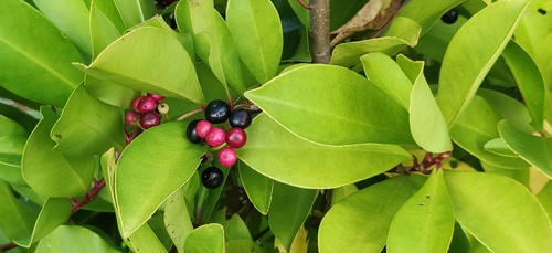 Ardisia oxyphylla — photo