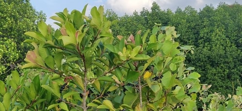 Ardisia oxyphylla