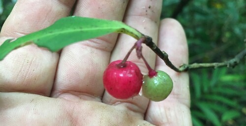 Ardisia pachyrhachis (Mountain Ardisia) — photo