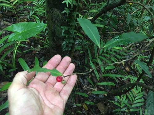 Ardisia pachyrhachis (Mountain Ardisia) — photo