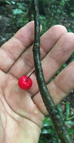 Ardisia pachyrhachis