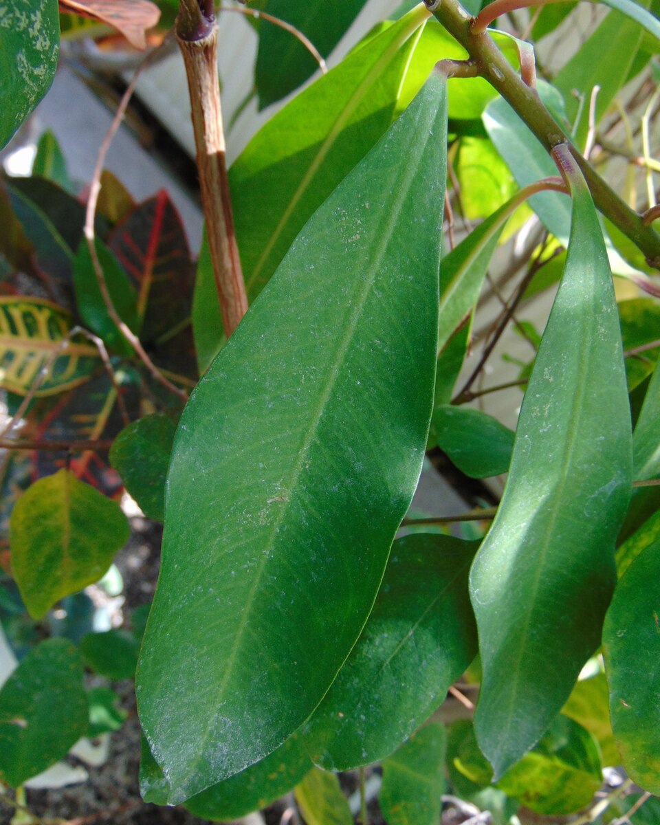 Ardisia polycephala (Spiceberry shrub) — photo