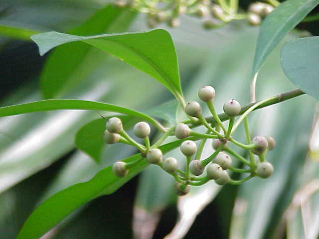 Ardisia polycephala