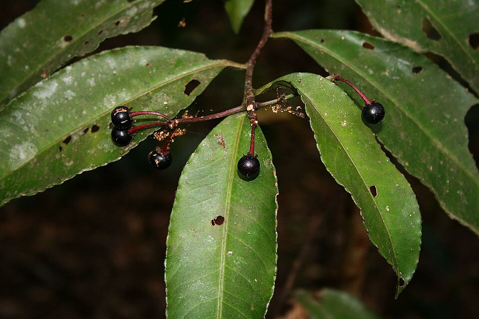 Ardisia polysticta — photo