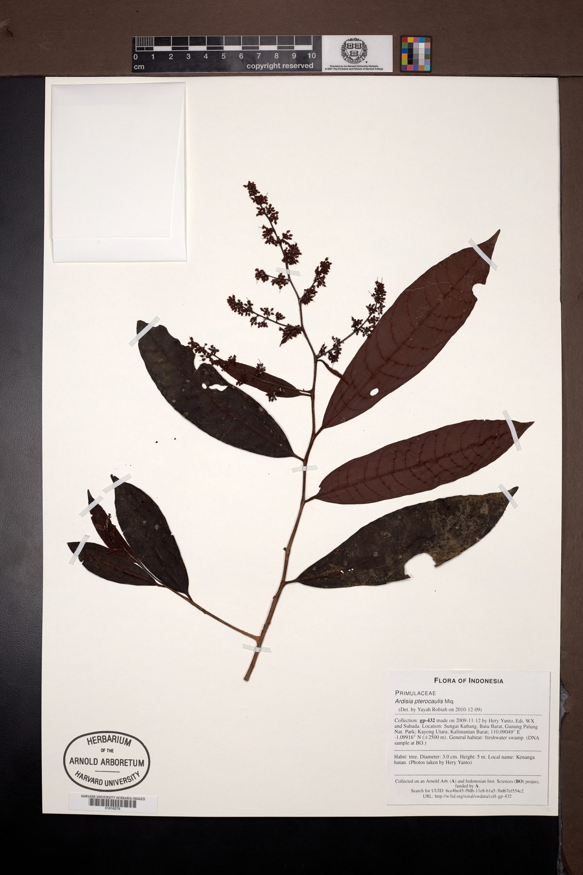 Ardisia pterocaulis — photo