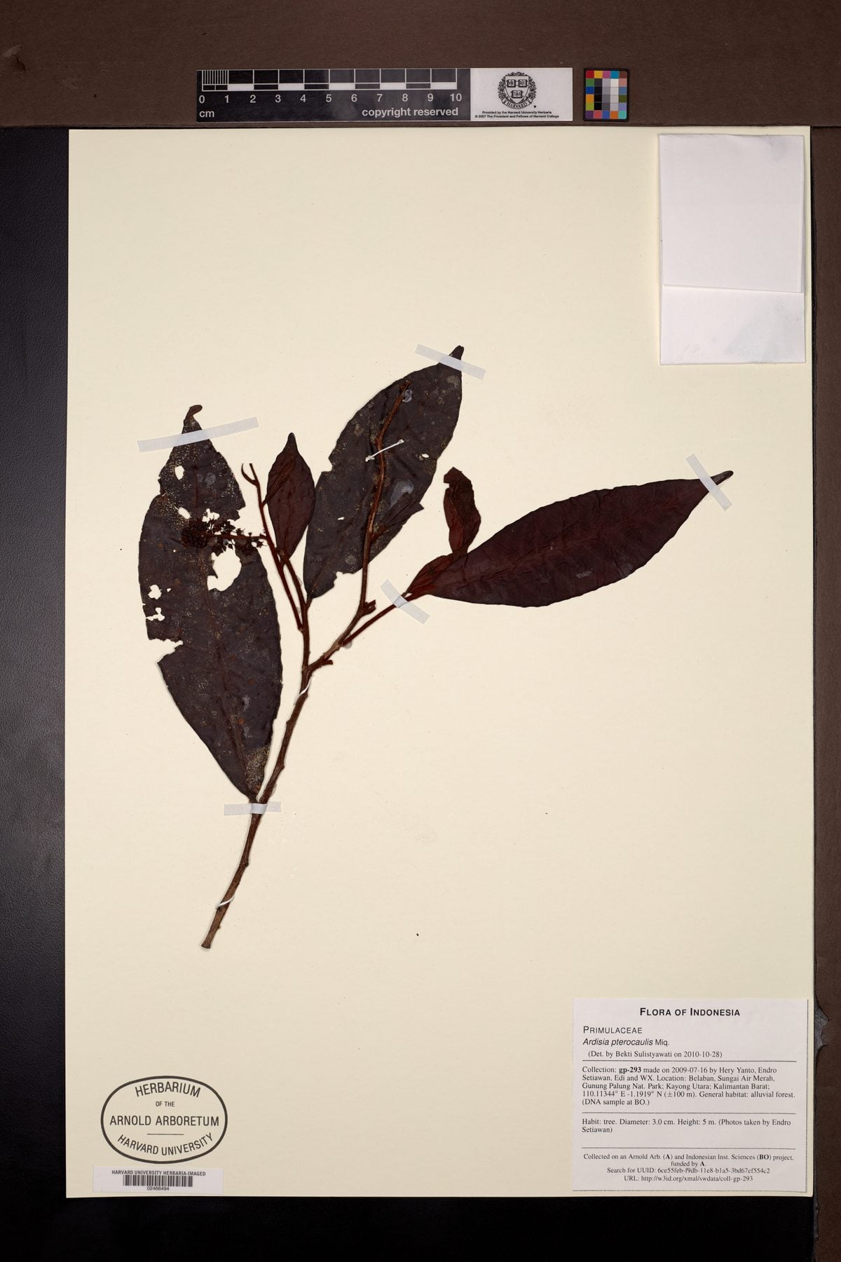 Ardisia pterocaulis
