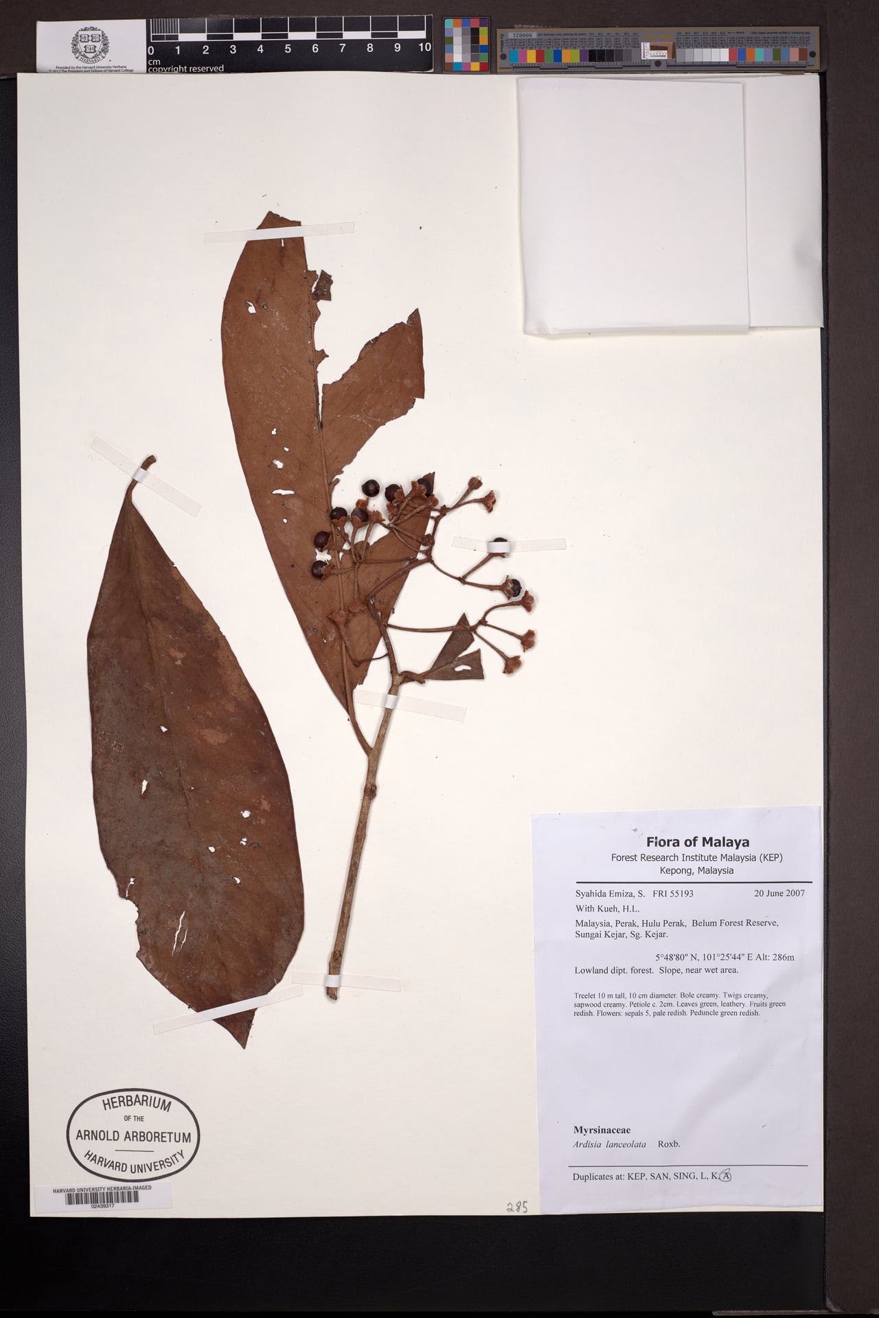 Ardisia purpurea (Purple ardisia.) — photo