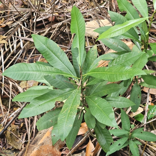Ardisia purpurea