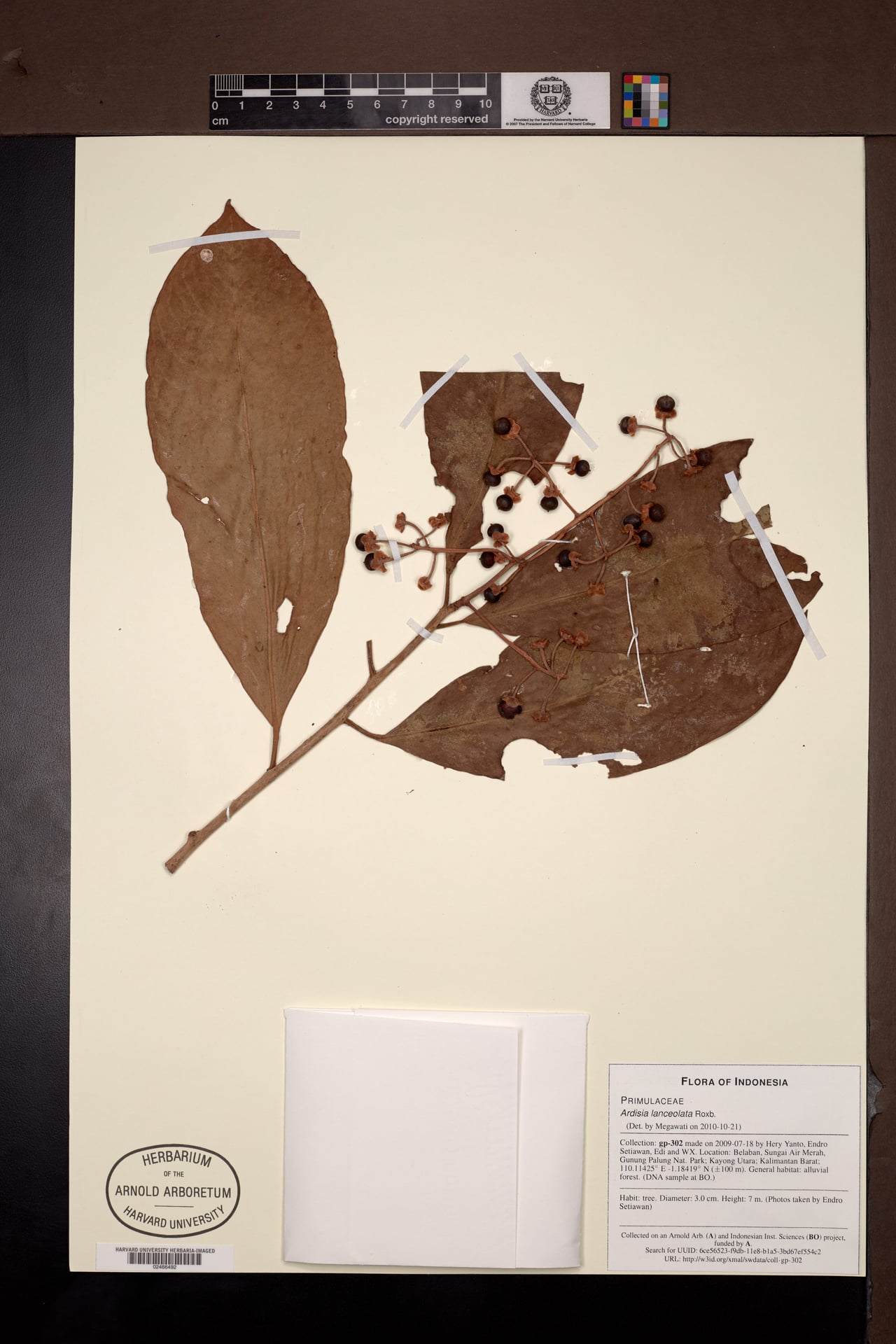 Ardisia purpurea (Purple ardisia.) — photo