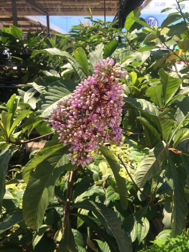 Ardisia pyramidalis (Aunasin) — photo