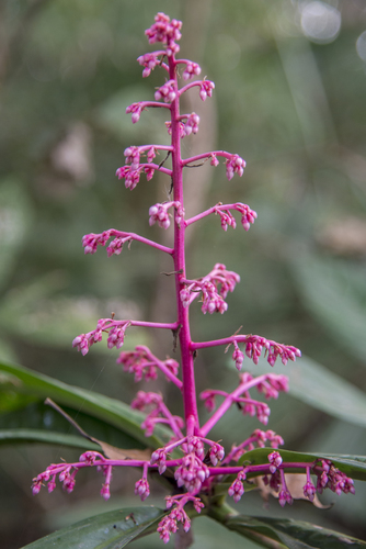 Ardisia pyramidalis (Aunasin) — photo