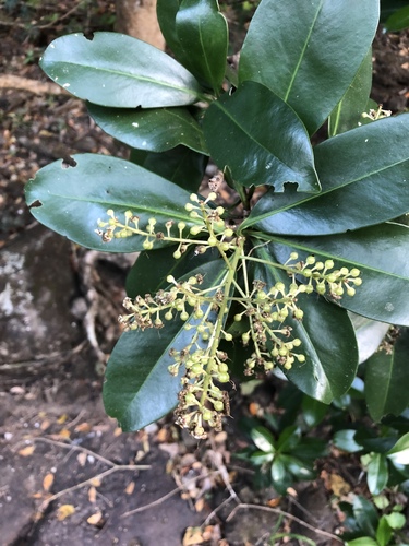 Ardisia revoluta (Revolute ardisia) — photo