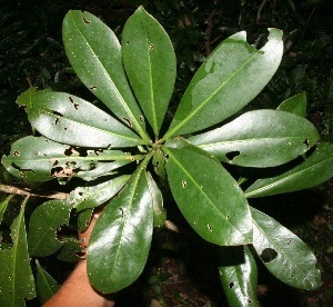 Ardisia revoluta (Revolute ardisia) — photo