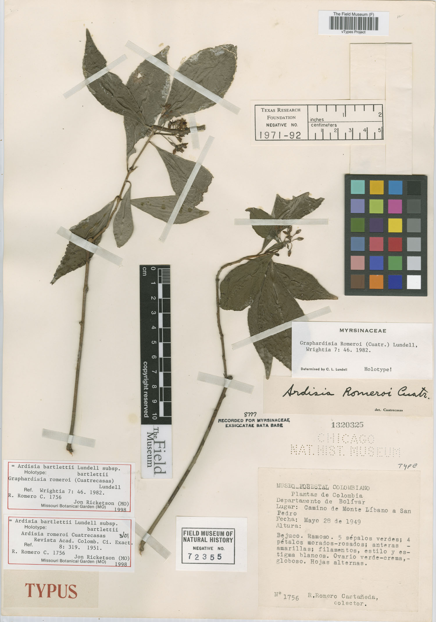 Ardisia romeroi