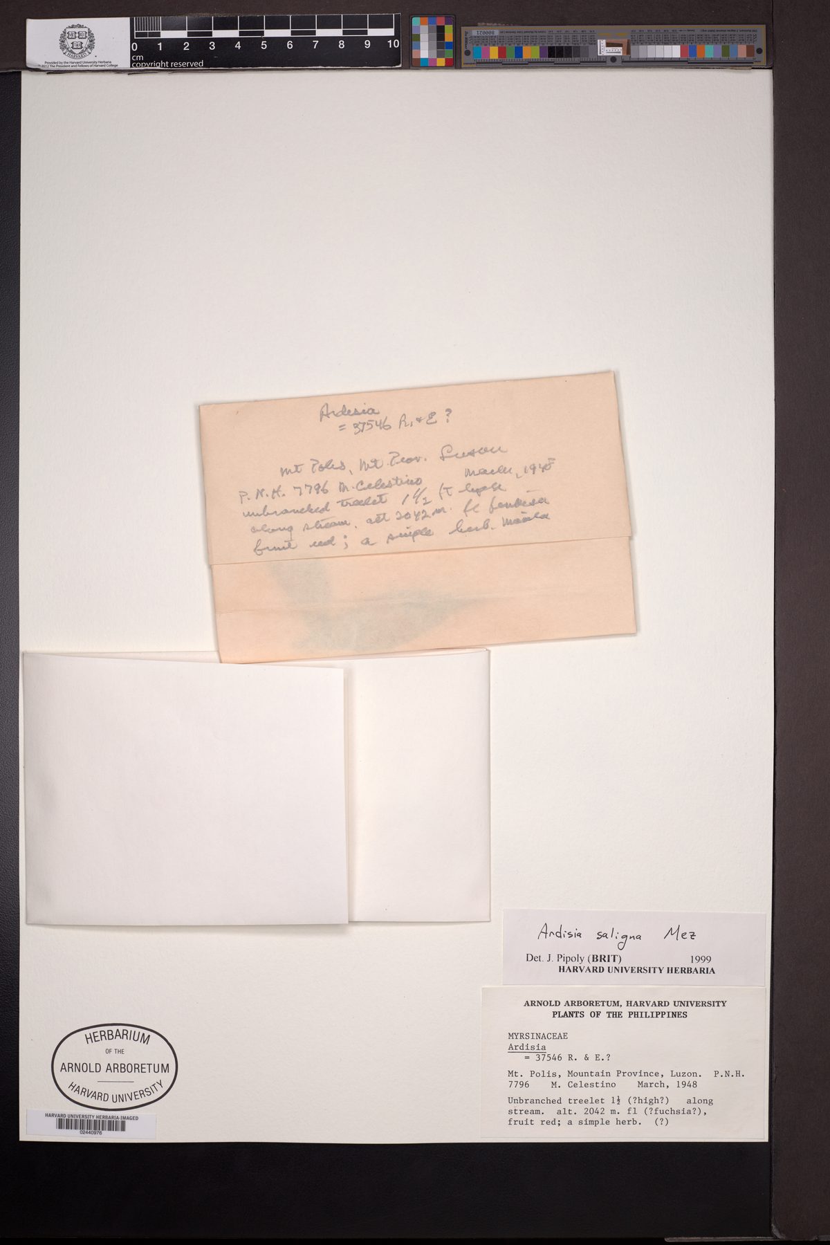 Ardisia saligna (Talugtug) — photo