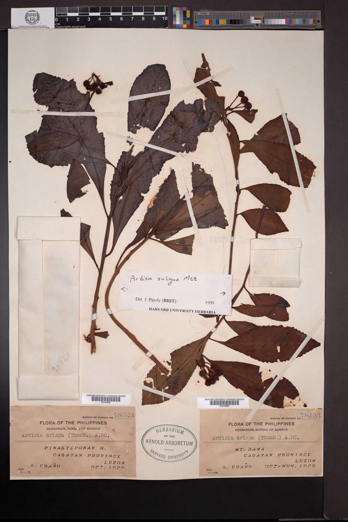 Ardisia saligna (Talugtug) — photo