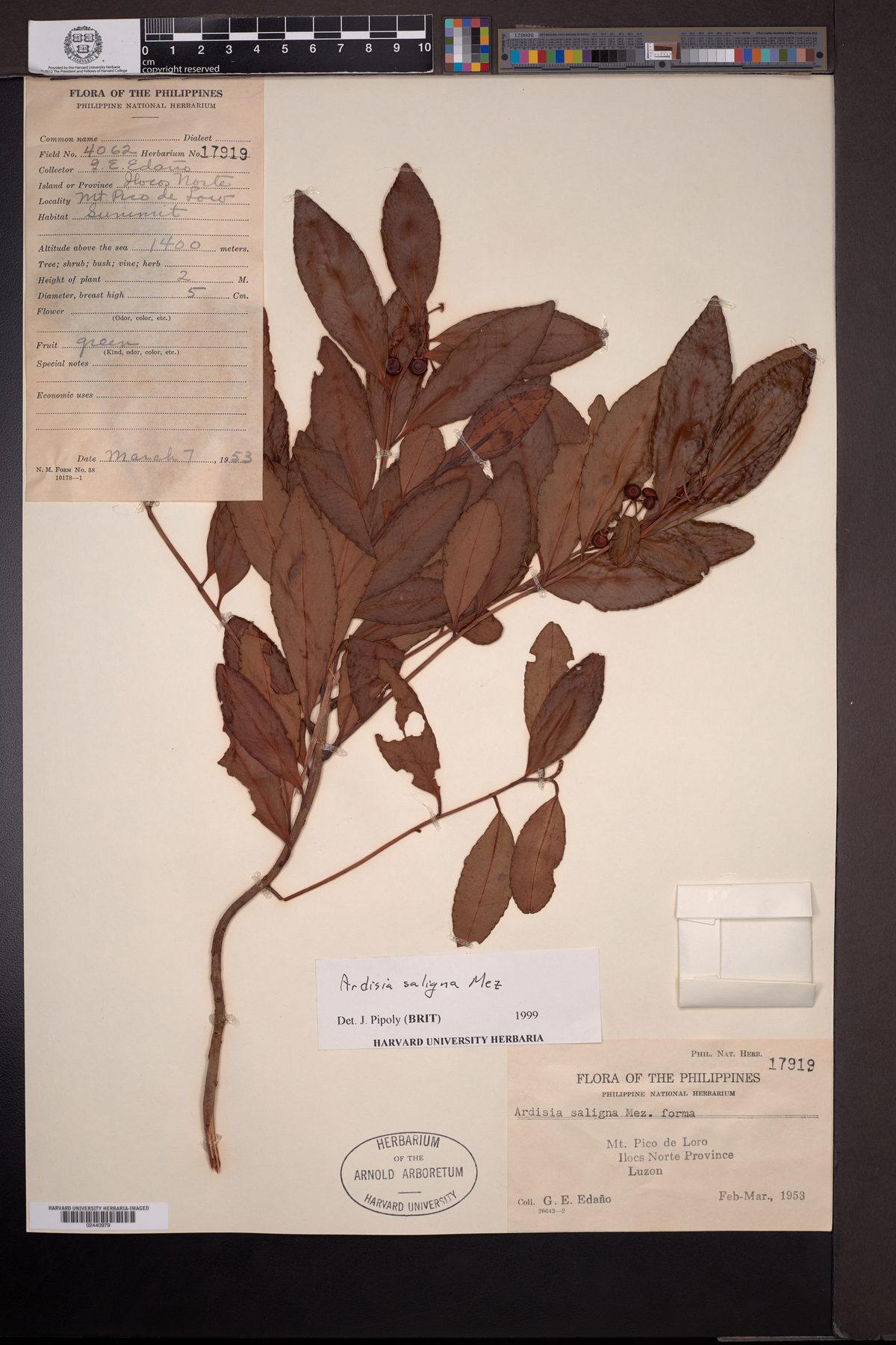 Ardisia saligna