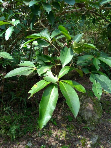 Ardisia sieboldii (Tree lycium) — photo