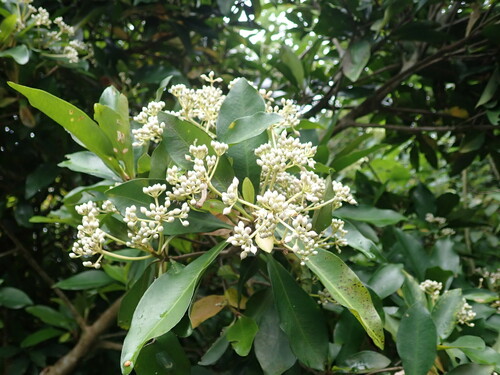 Ardisia sieboldii (Tree lycium) — photo