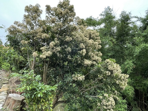 Ardisia sieboldii