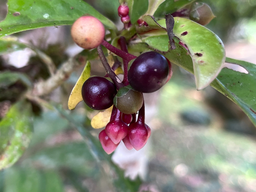 Ardisia solanacea (Sour-shoots vegetable) — photo
