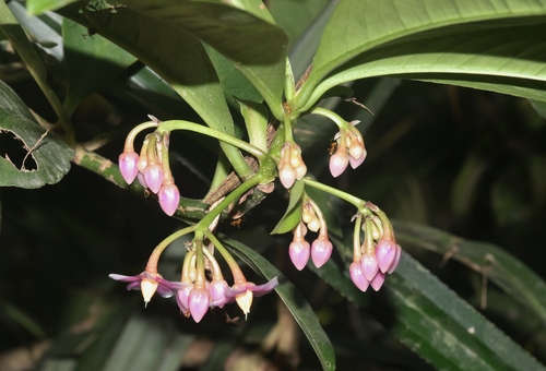Ardisia solanacea (Sour-shoots vegetable) — photo