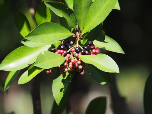 Ardisia squamulosa (Spicy berry) — photo
