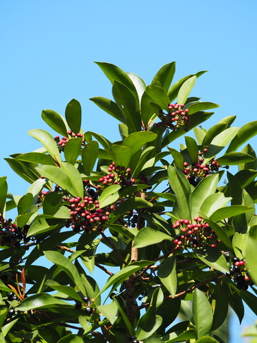 Ardisia squamulosa (Spicy berry) — photo