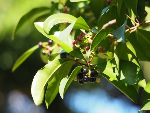 Ardisia squamulosa