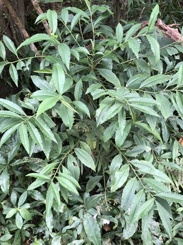 Ardisia virens (Ink berry) — photo