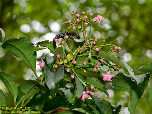 Ardisia virens (Ink berry) — photo