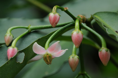Ardisia virens