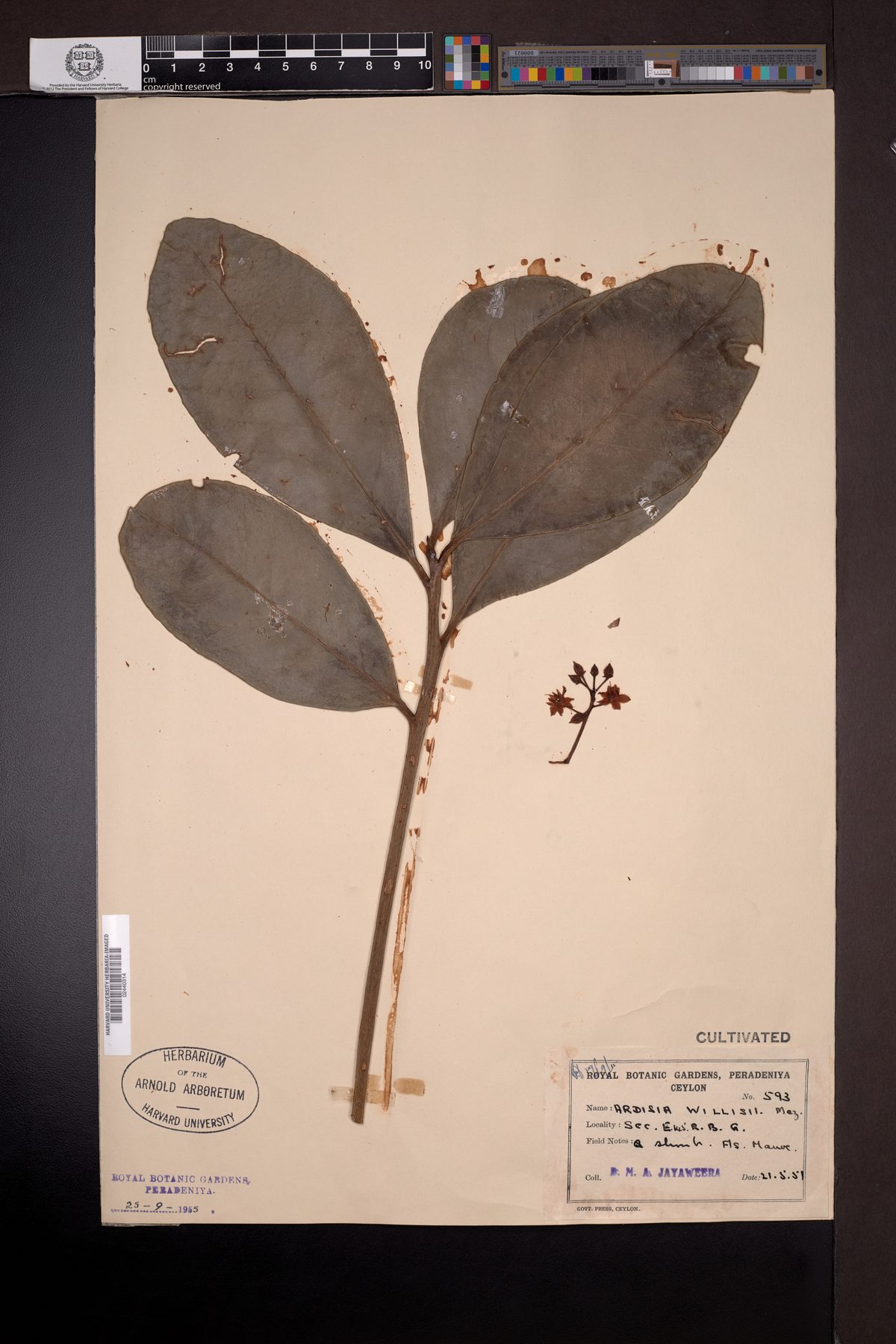 Ardisia willisii — photo