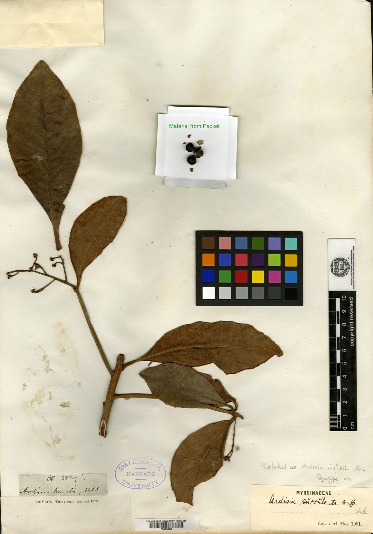 Ardisia willisii — photo