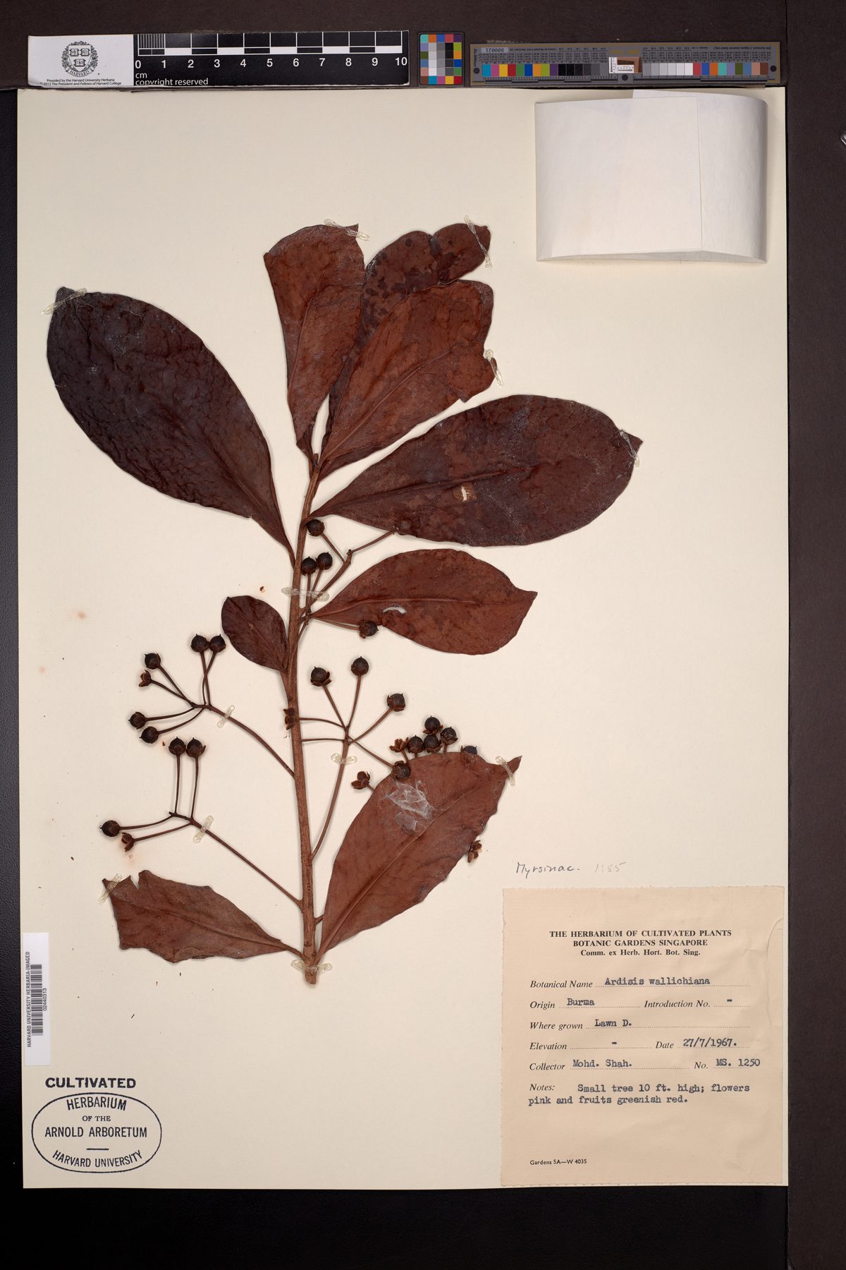 Ardisia willisii