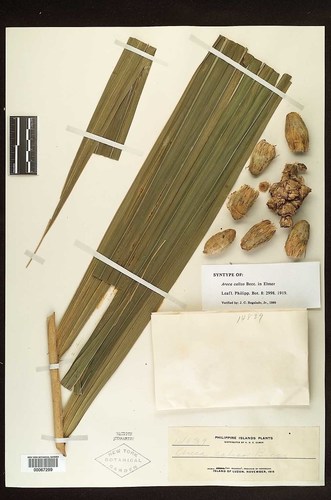 Areca caliso (Kaliso) — photo